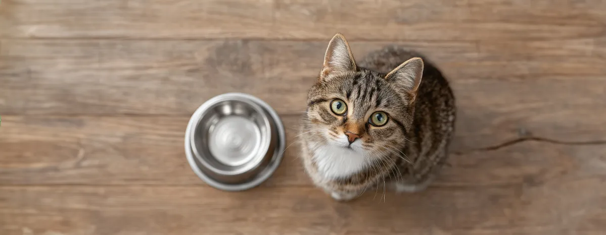 How Long Can Cats Go Without Food and When To Be Concerned