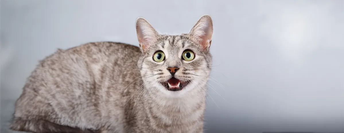 How Many Teeth Do Cats Have? Revealed!