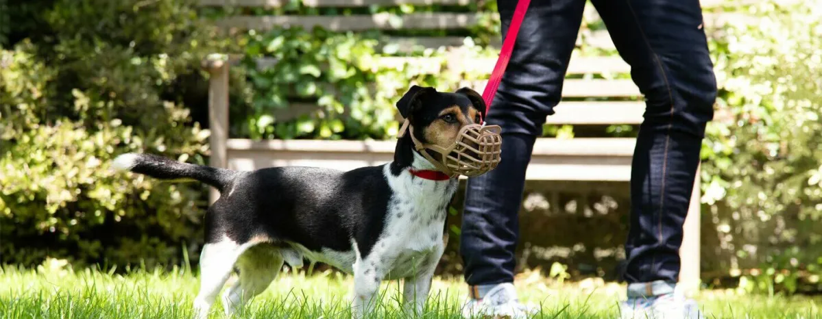 How to Stop Aggressive Dog Behaviour.