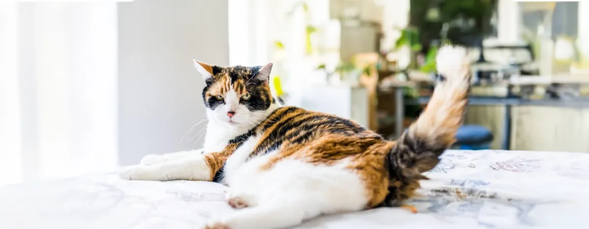 Is Your Cat Overweight?