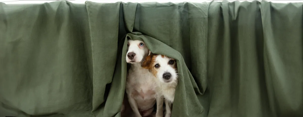 Panic Attacks in Dogs: Causes, Symptoms, and Treatment