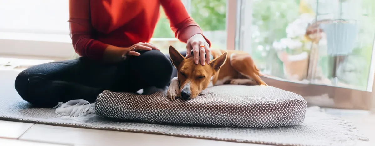 Putting Your Dog to Sleep