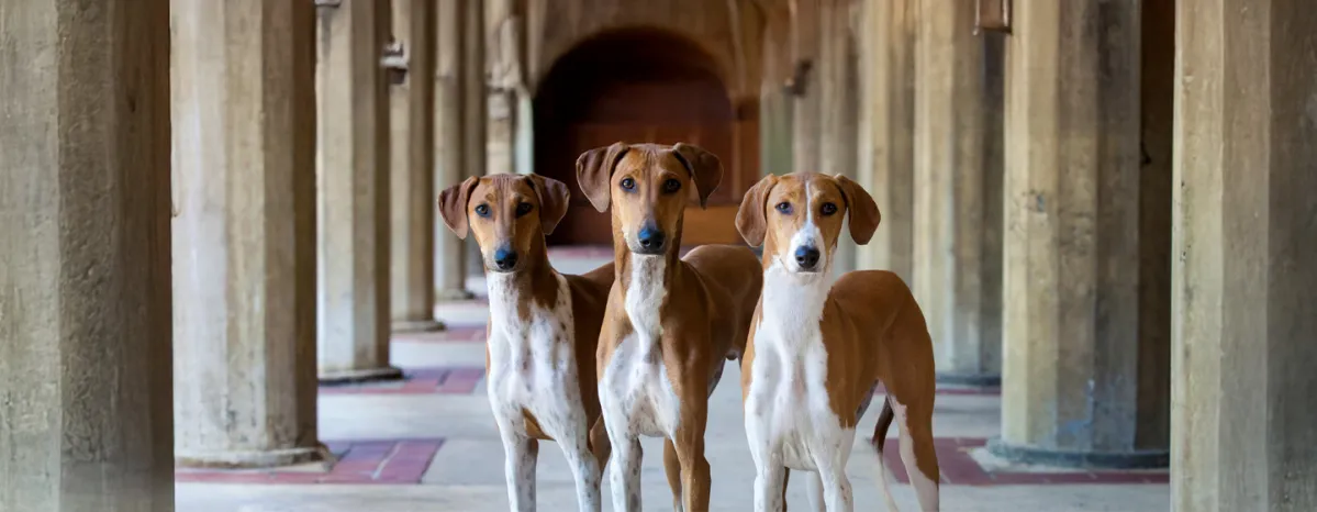 Rare Dog Breeds