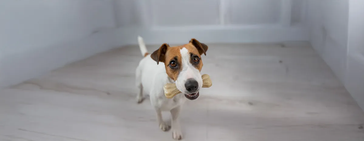 Rawhide for Dogs