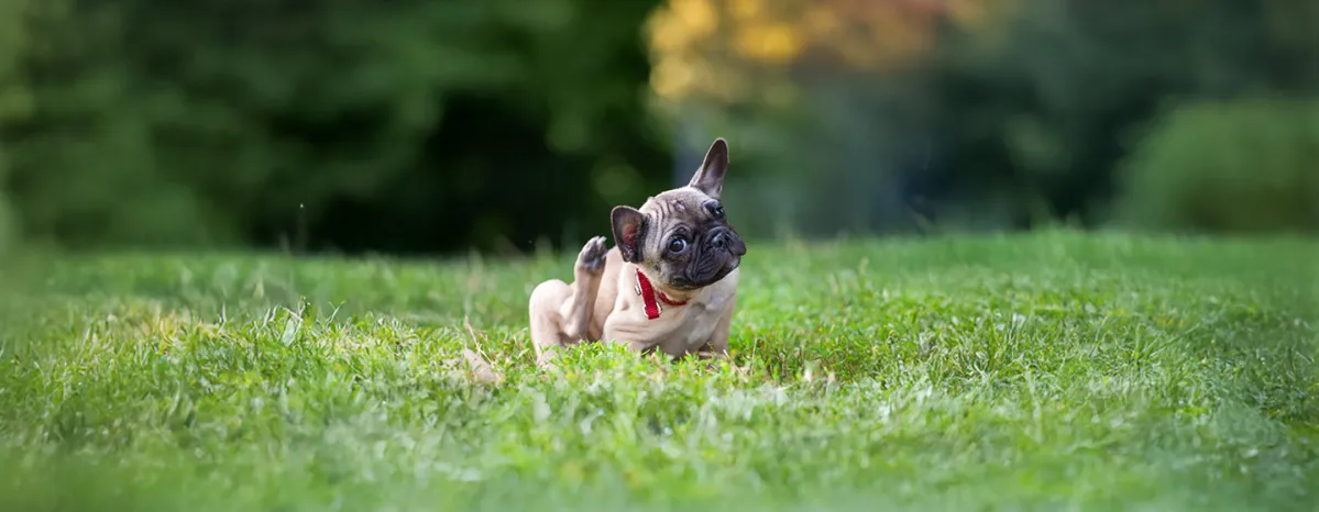Ticks on Dogs How to Recognise and Treat Ticks
