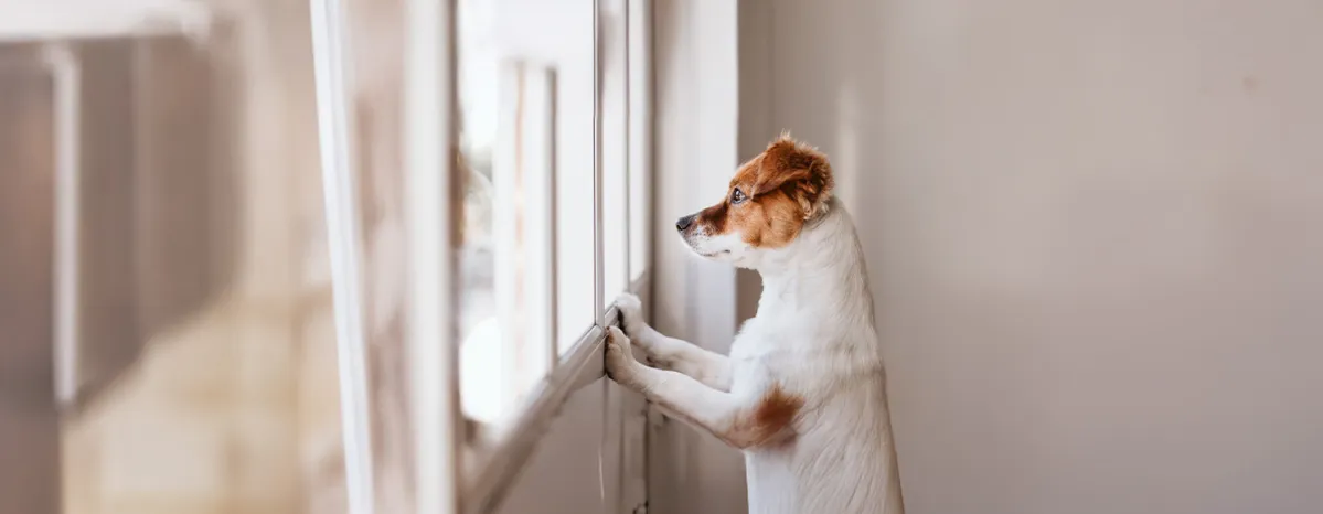 Separation Anxiety in Dogs: Symptoms and Treatment