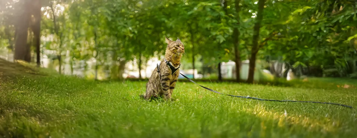 Training Your Kitten or Cat