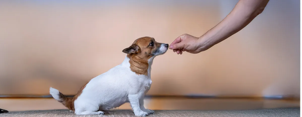 Vitamin D for Dogs