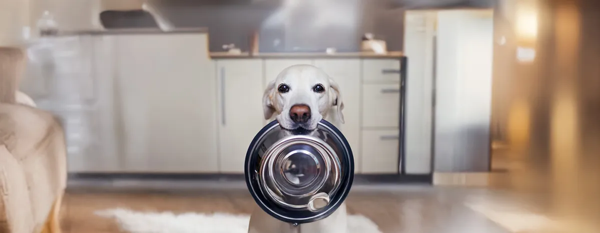 What Do Dogs Eat