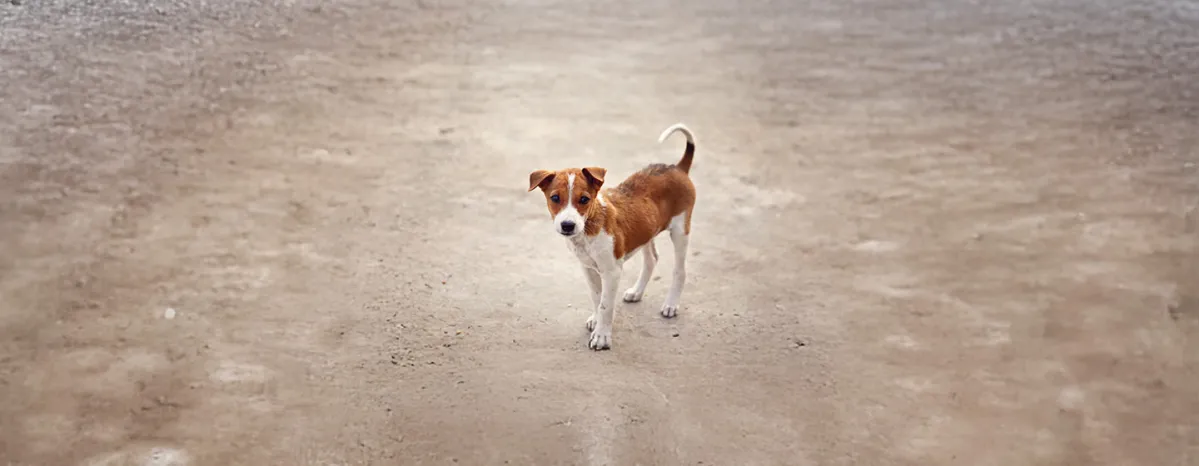 What to Do If You Found a Stray Dog?