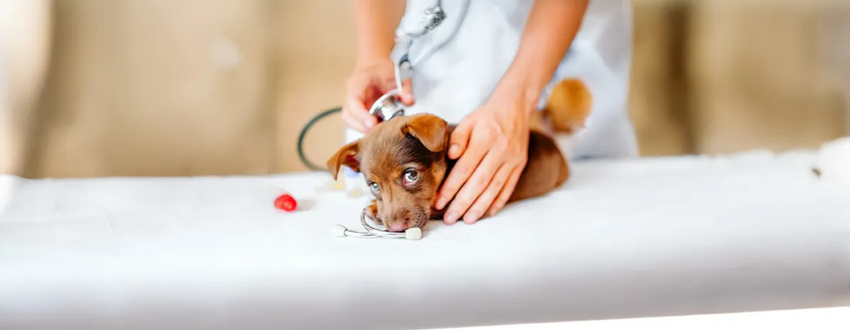 What to Expect on Your Puppy s First Vet Visit