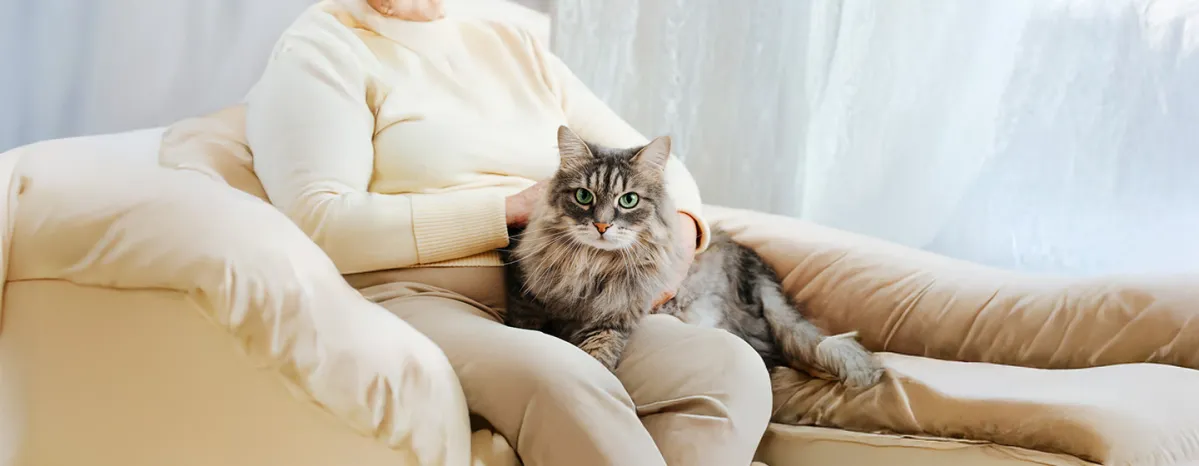 Why Adopt an Older Cat?