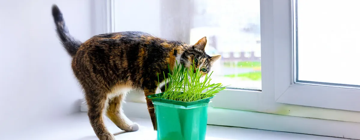 Why Do Cats Eat Grass?