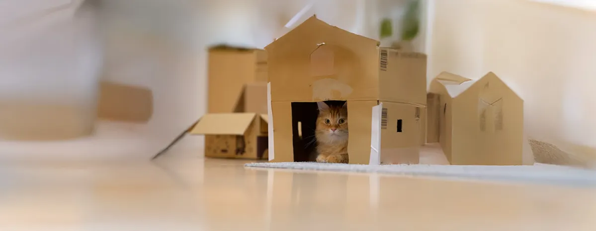 Why Do Cats Like Boxes?
