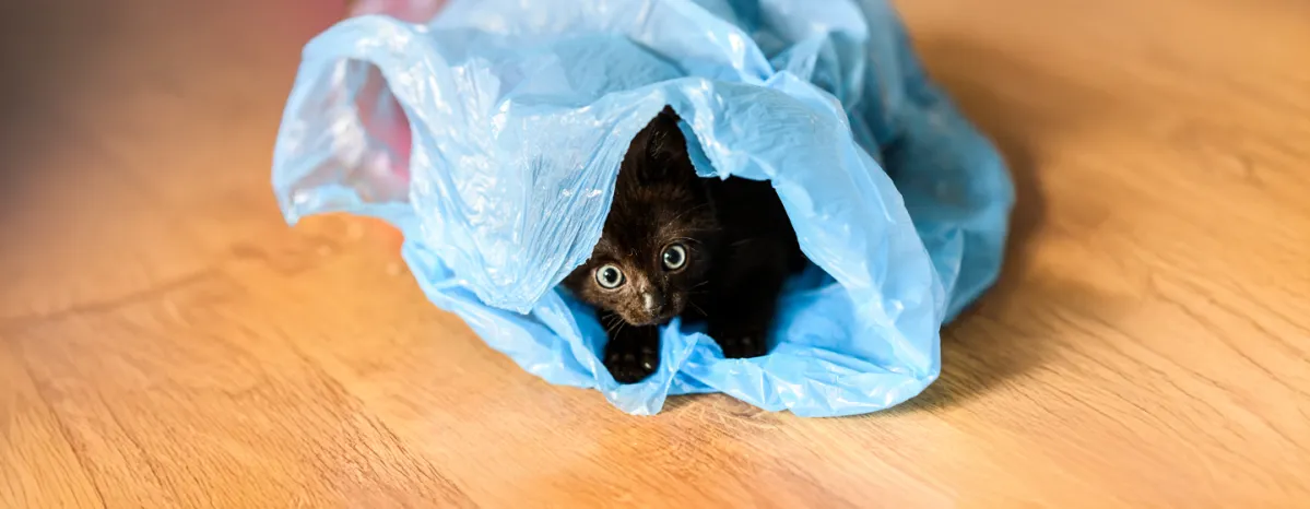 Why Does My Cat Eat Plastic; Possible Causes & Tips