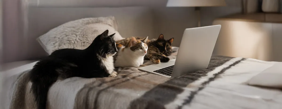 Videos for Cats to Watch