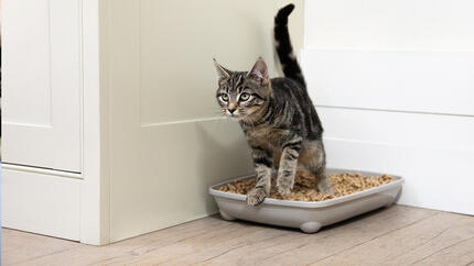 How To Litter Train A Kitten | Kitten In Litter Tray