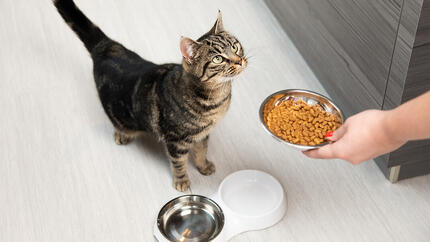 Cat Nutrition | Cat Looking Up At Food