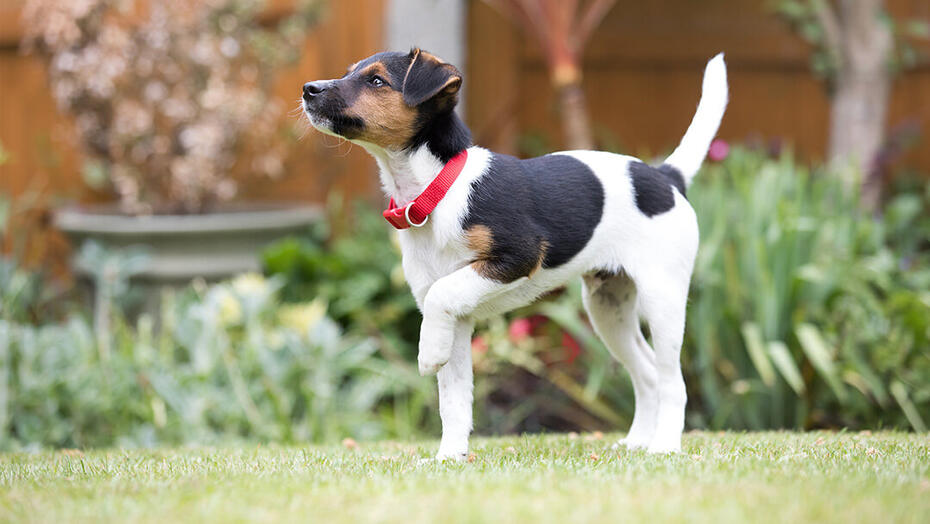 Dog Toilet Training | Happy Puppy Outside On The Grass