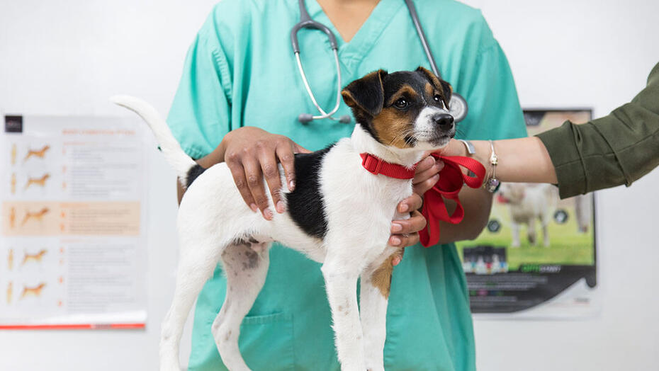 Puppy Vaccinations | Dog Examined At Vets