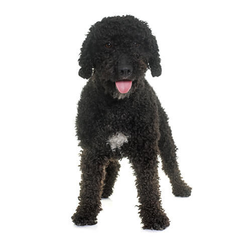 Spanish Water Dog