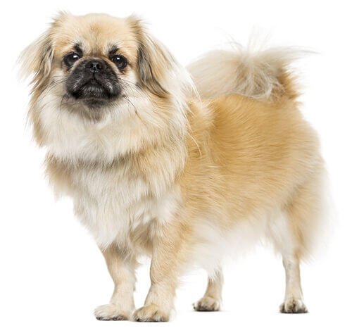 Tibetan Spaniel Dog Breed Information | Purina Tibetan Spaniel Dog Breed Information | Purina