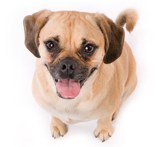 Puggle