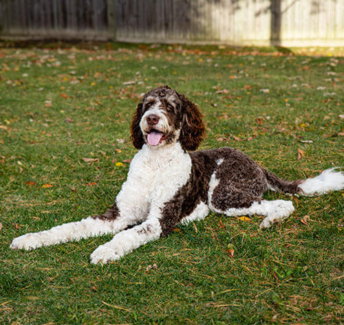 Bernedoodle