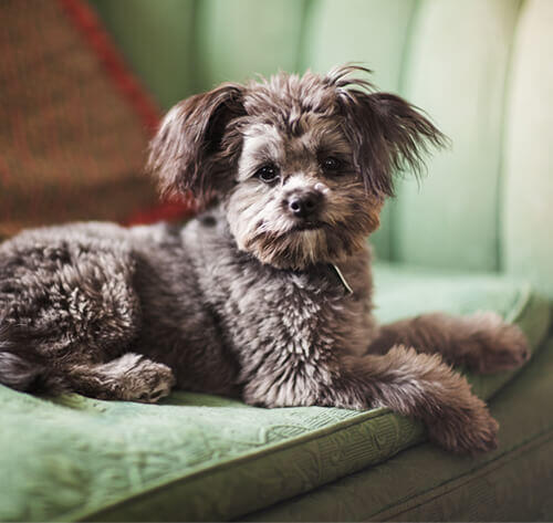 Yorkipoo on sofa