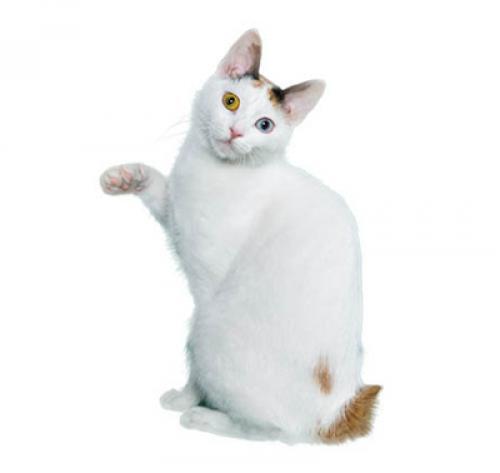 Japanese Bobtail Short Hair