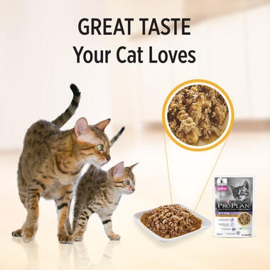 a cat and a kitten looking at food