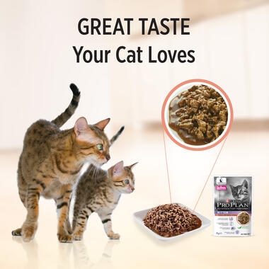 Cat and kitten looking at food