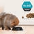 PRO PLAN® Puppy Sensitive Skin & Coat All Size with Salmon Dry Dog Food 4