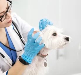 Ear mites