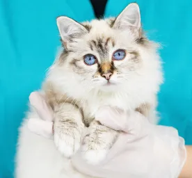 Cat First Aid