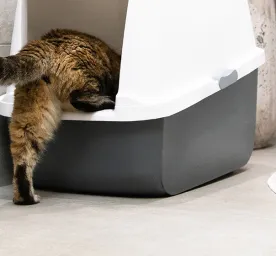 Blood in Cat Poo