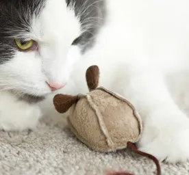 8 Cat Myths and Misconceptions