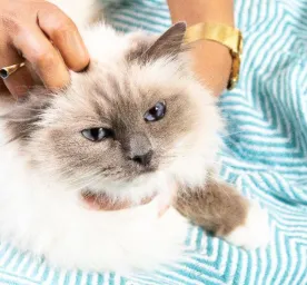 Diabetes in Cats