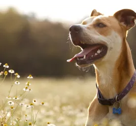 Dog Allergies Symptoms, Triggers and Treatment