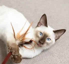 Kitten Play & Toys