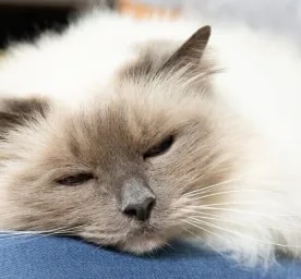 Kitten and Cat Neutering FAQs