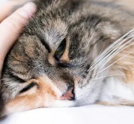 Lungworm in Cats – Symptoms and Treatment