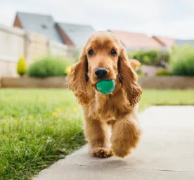 Outdoor Dog Games