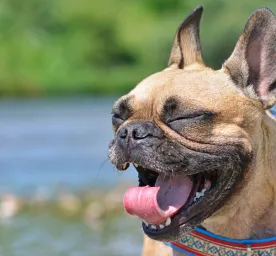 Why Do Dogs Sneeze