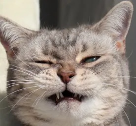 Why Is My Cat Sneezing