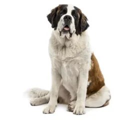 St. Bernard