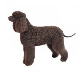 Irish Water Spaniel