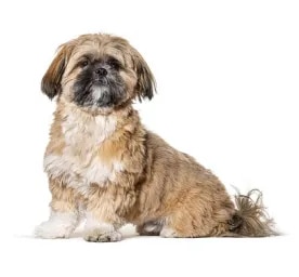 Shih Tzu