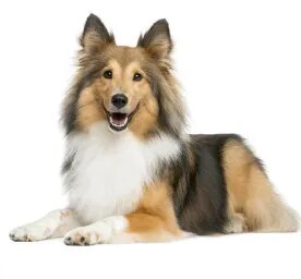 Shetland Sheepdog