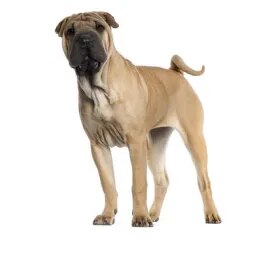 Shar Pei